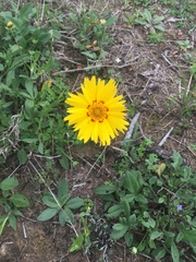 Coreopsis nuecensis