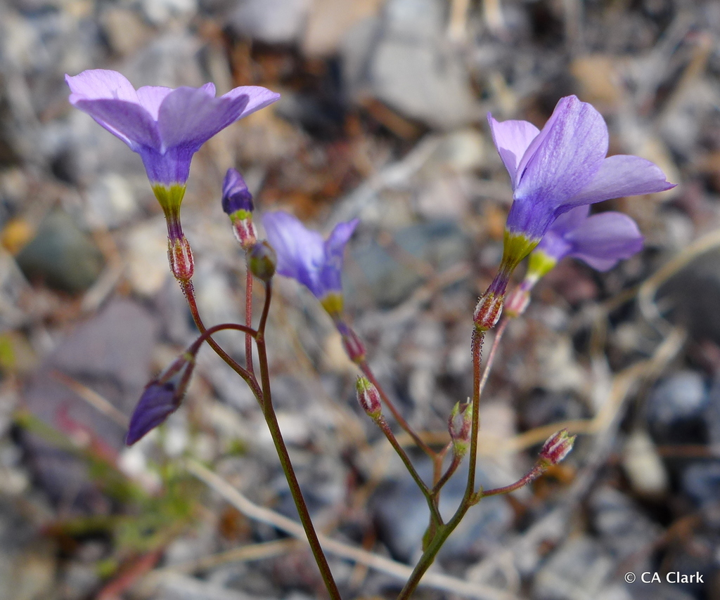 showy gilia