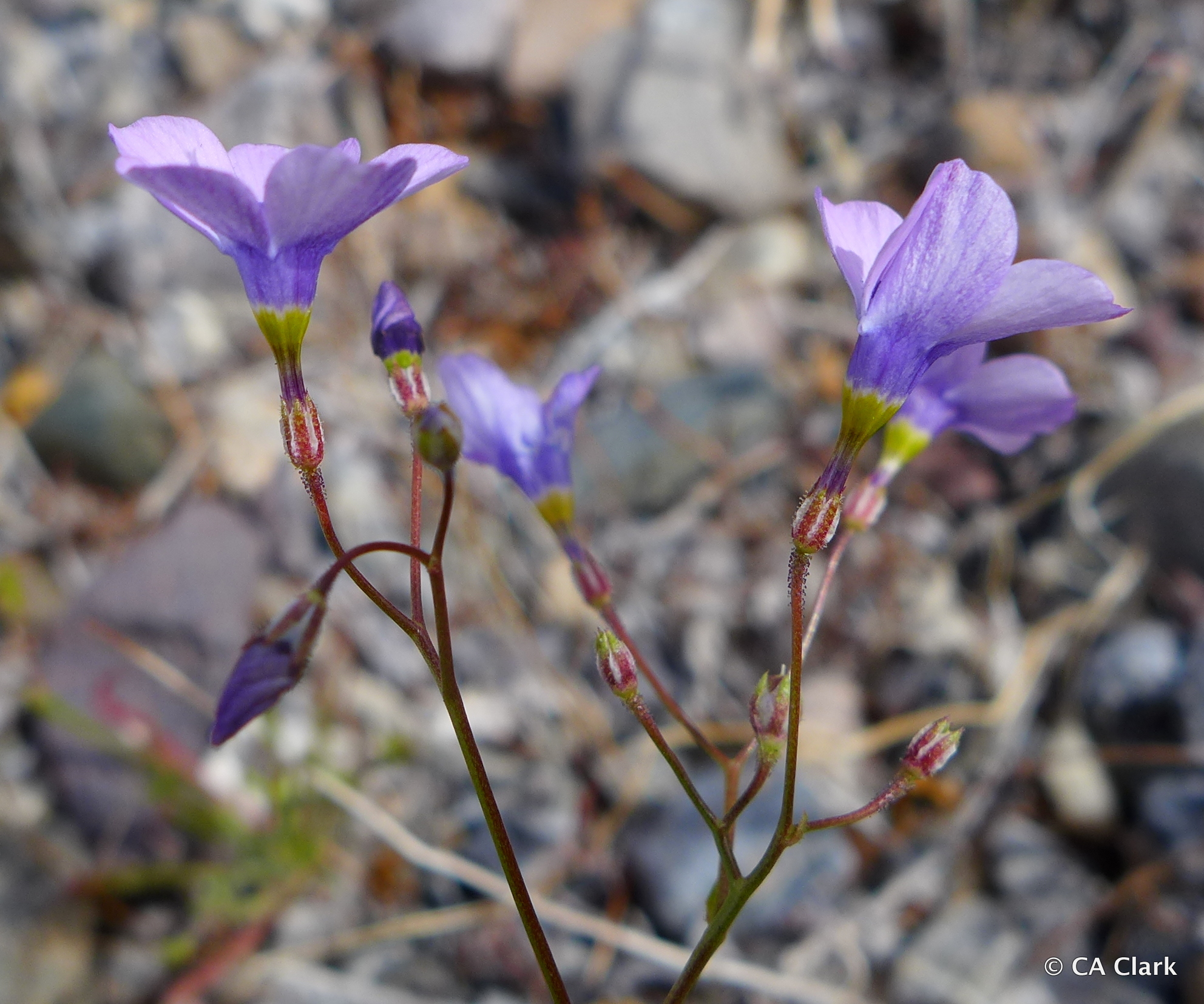 Gilia cana