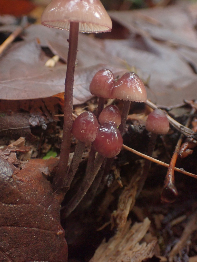 Mycena haematopus · January 2026 · photo: © dgwdoesthings (iNaturalist, cc0)