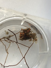 Metandrocarpa taylori