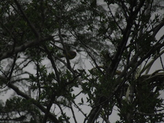 Myioborus brunniceps