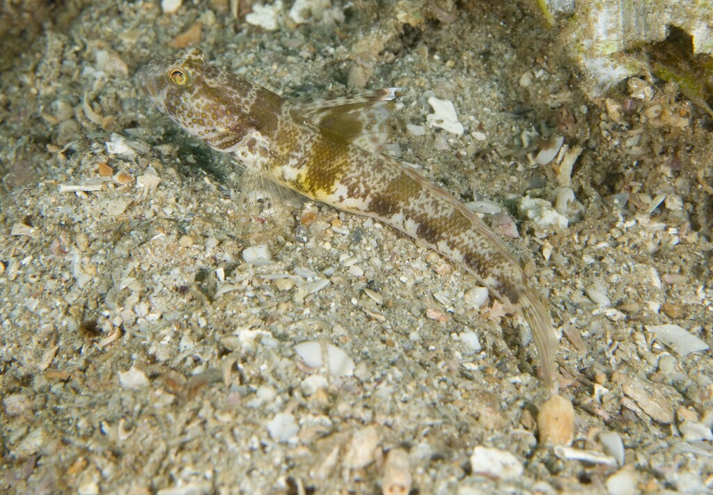 Tomiyamichthys gomezi
