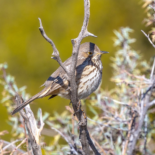 Sage Thrasher (Oreoscoptes montanus), photo 4