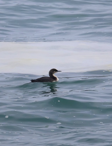 Pacific Loon (Gavia pacifica), photo 5