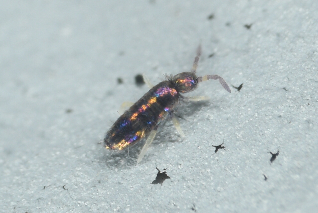 Lepidocyrtus fimicolus