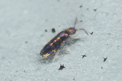 Lepidocyrtus fimicolus
