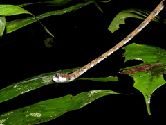 Aplopeltura boa