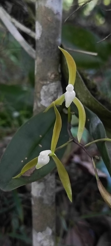 Epidendrum coxianum Rchb.f. 3
