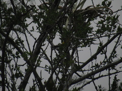 Myioborus brunniceps