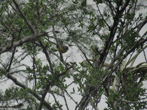 Brown-capped Whitestart (Myioborus brunniceps), photo 9