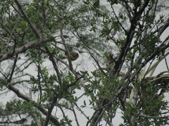 Myioborus brunniceps