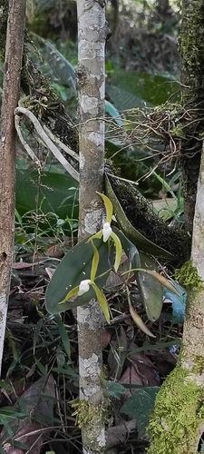 Epidendrum coxianum Rchb.f. 4