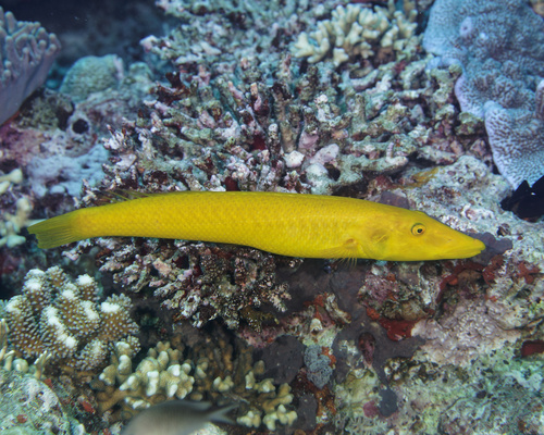 Cigar wrasse (Cheilio inermis) — Labridae — 5