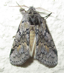 Leptolepida varians