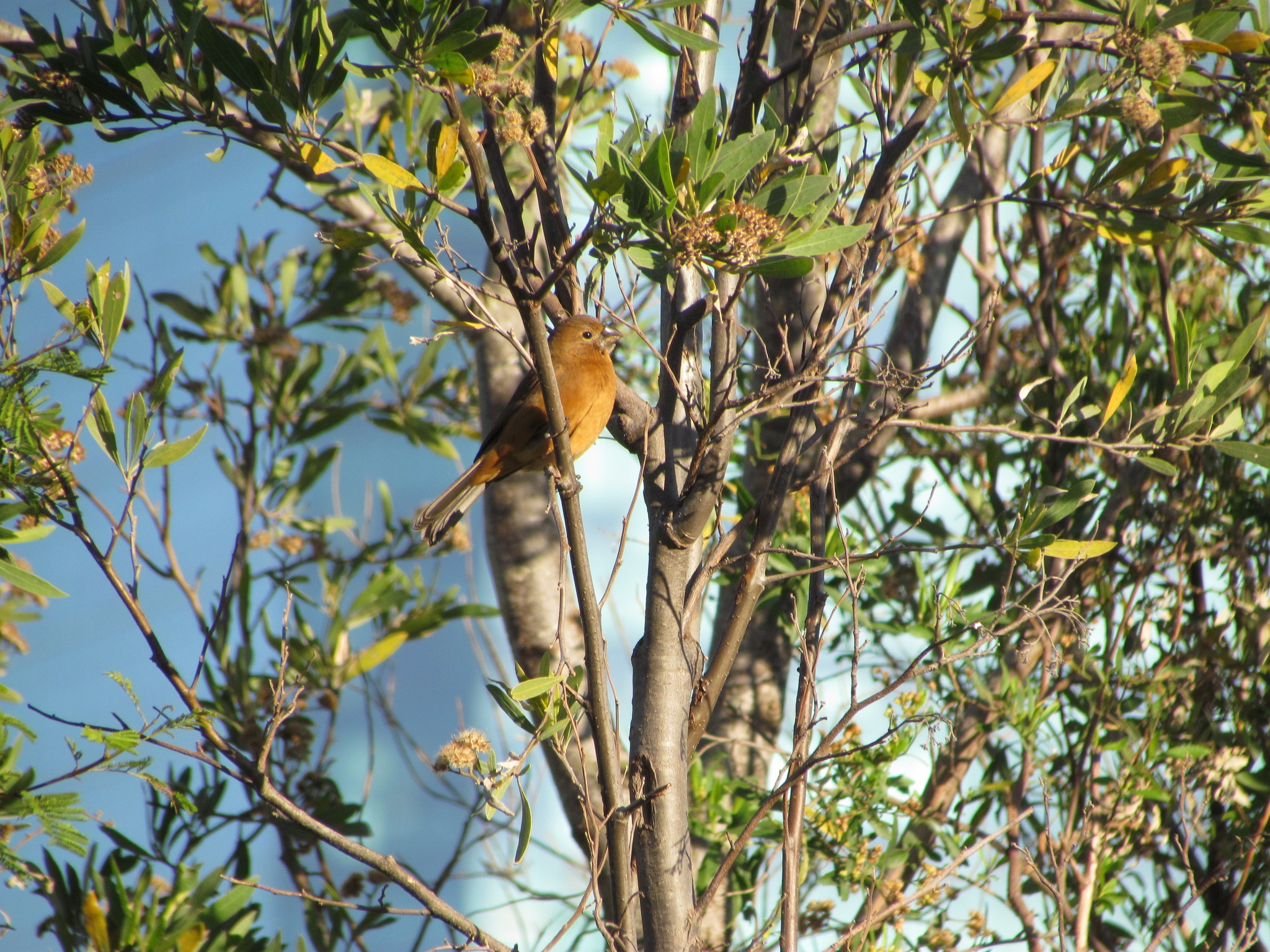 Glaucous-blue Grosbeak (Cyanoloxia glaucocaerulea)