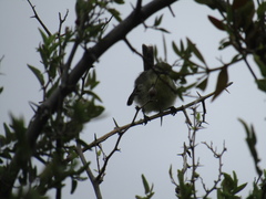 Stigmatura budytoides