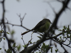 Stigmatura budytoides