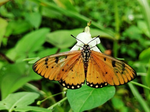 Acraea terpsicore