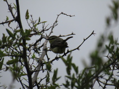 Stigmatura budytoides