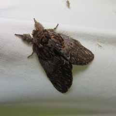 Peridea basitriens