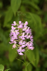 Platanthera shriveri