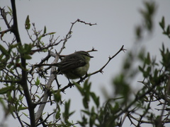 Stigmatura budytoides