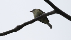 Camptostoma obsoletum