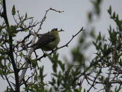 Stigmatura budytoides