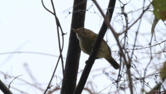Pachysylvia aurantiifrons