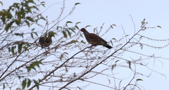 Patagioenas speciosa