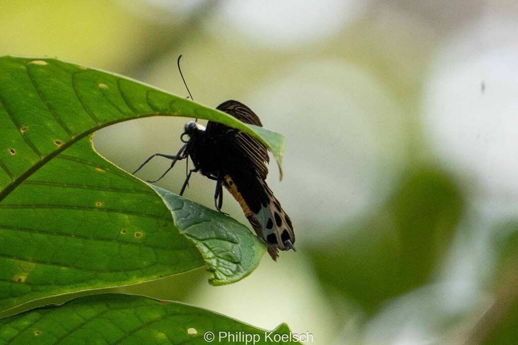 Whitehead Batwing (Atrophaneura sycorax)