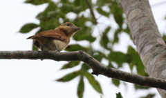 Pachyramphus homochrous