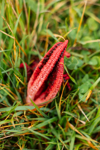 devil's-fingers