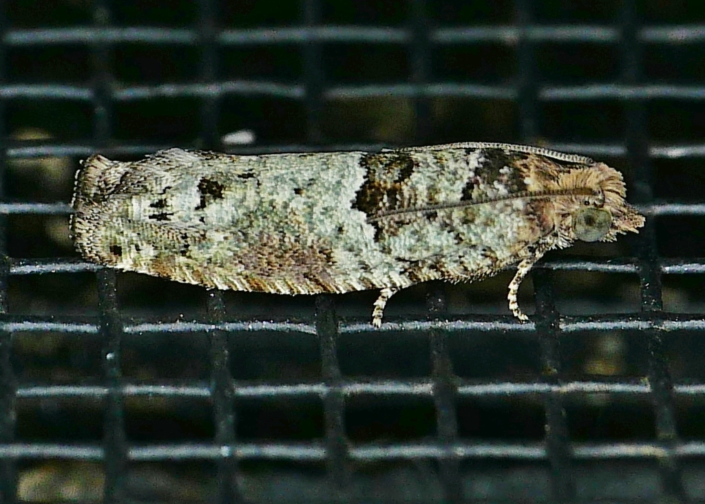Pseudexentera knudsoni