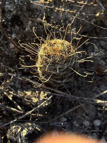 Sclerocactus scheerii