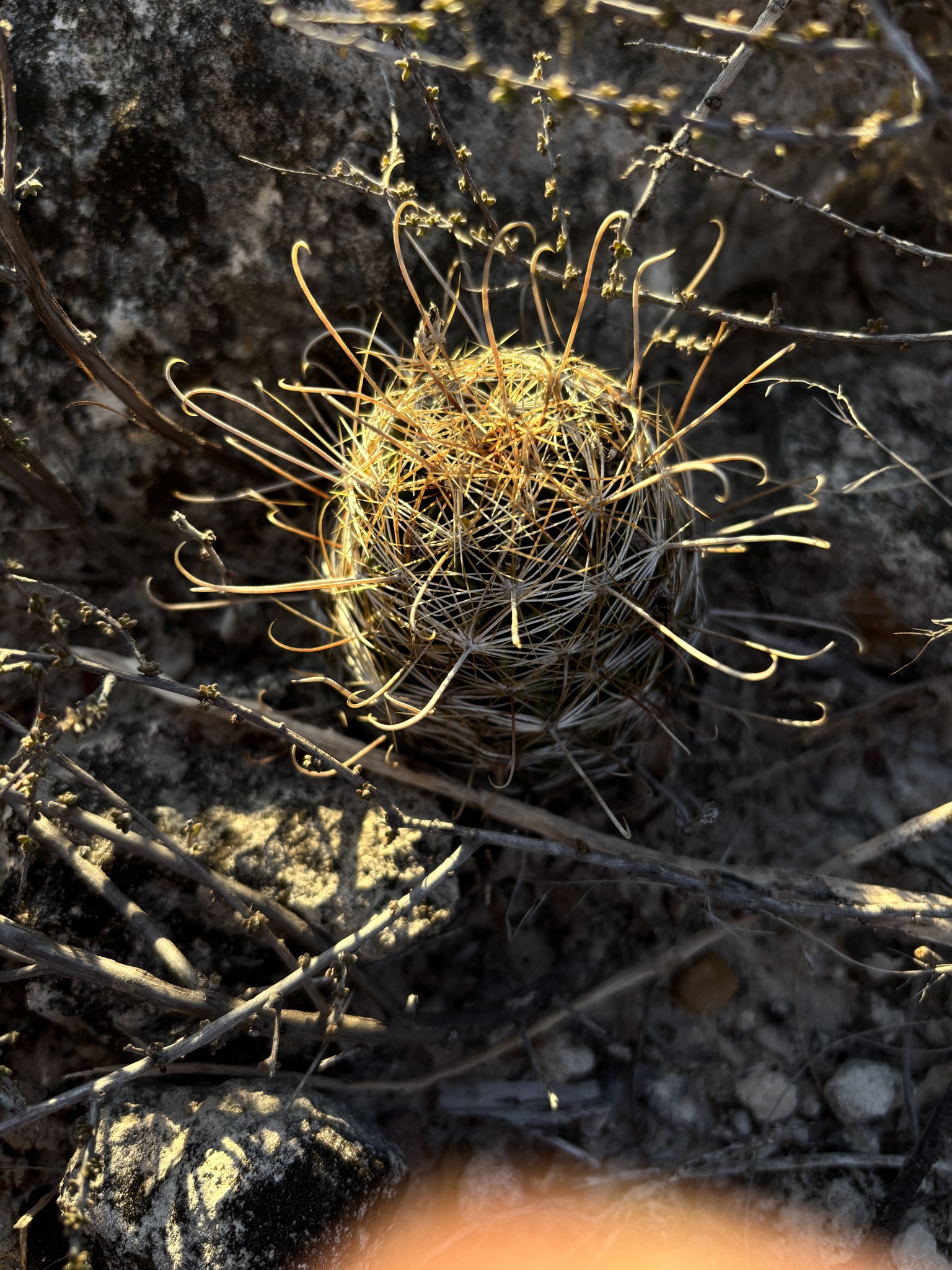 Sclerocactus scheerii