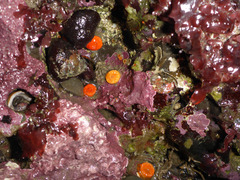 Balanophyllia elegans