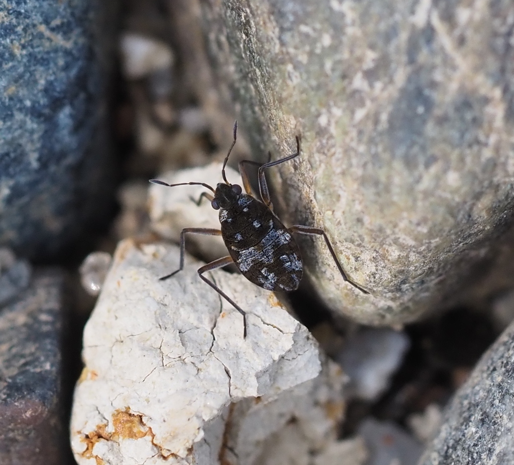 Kirkaldya from Effie Yeaw Nature Center, 2850 San Lorenzo Way ...