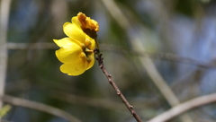 Cochlospermum