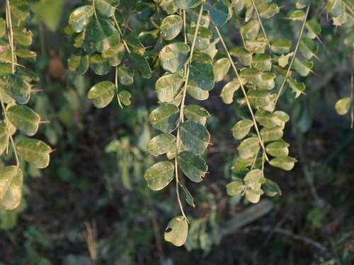 Pictetia aculeata, photograph 1