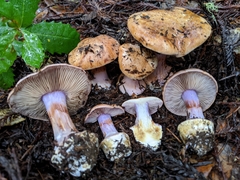 Cortinarius lilaciotinctus