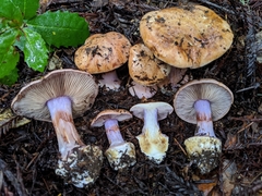 Cortinarius lilaciotinctus