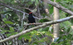 Chiroxiphia lanceolata