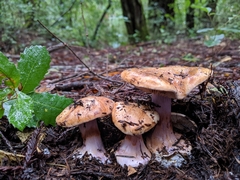 Cortinarius lilaciotinctus