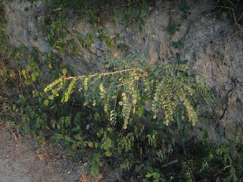 Pictetia aculeata, photograph 2