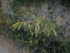 Pictetia aculeata, photograph Daniel Cahen, CC BY, iNaturalist via GBIF