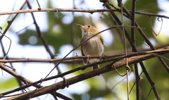 Atalotriccus pilaris