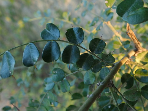 Pictetia aculeata (Vahl) Urb.