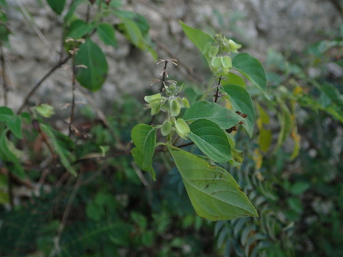 Image of Ocimum campechianum by (c) Daniel Cahen, some rights reserved (CC BY)
